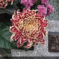 DSCF1155.JPG
