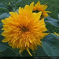 DSCF1173.JPG