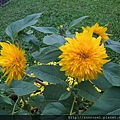 DSCF1174.JPG