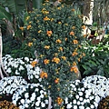 DSCF1191.JPG