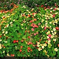 DSCF9039.JPG