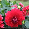 DSCF8004.JPG