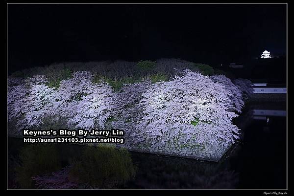 20160403彥根夜櫻 (11).jpg