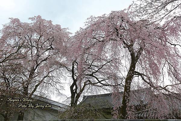 20160403醍醐寺第一篇 (14).JPG