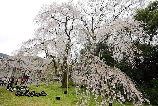 20160403醍醐寺第2篇 (15).JPG