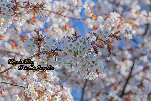 20250514【遊記§栃木】中禪寺湖~櫻(花見)