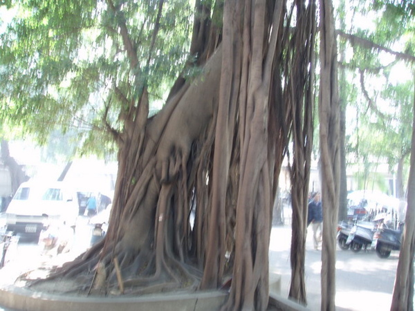 七絃竹.jpg