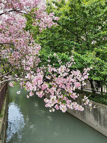 母女同校記~走路上學&愛的芳香魔法盒