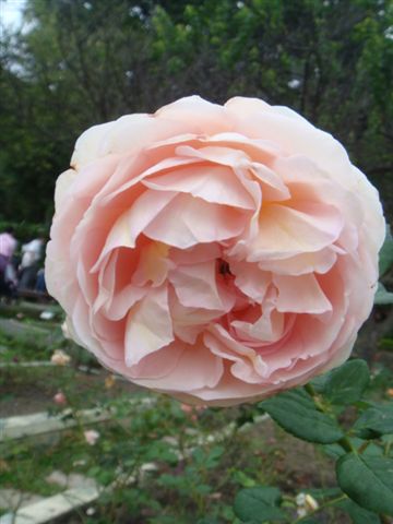 DSC02732.JPG