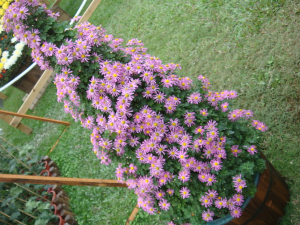 DSC01834.JPG