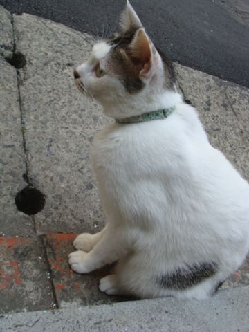 DSC00966.JPG
