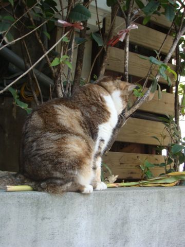 DSC00972.JPG