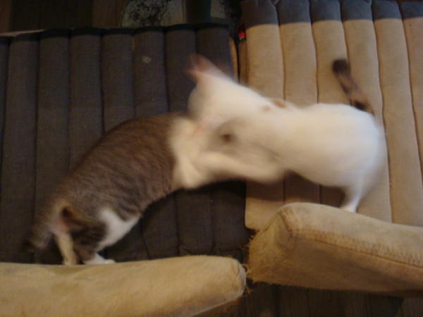 DSC00977.JPG