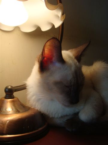 DSC00978.JPG