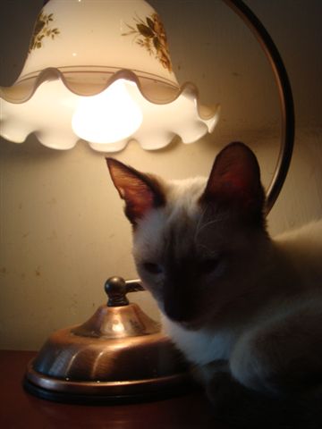 DSC00979.JPG