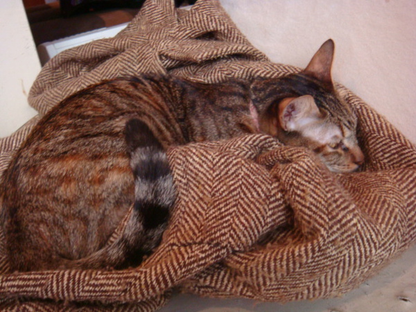 DSC01011.JPG