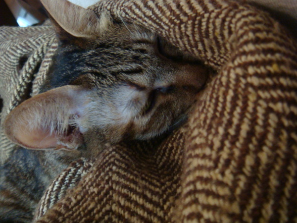 DSC01014.JPG