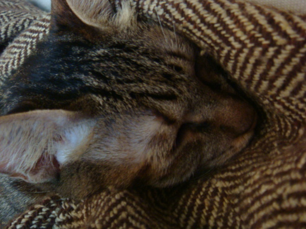 DSC01016.JPG