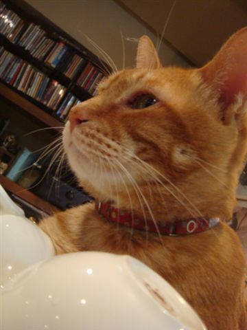 DSC01176.JPG