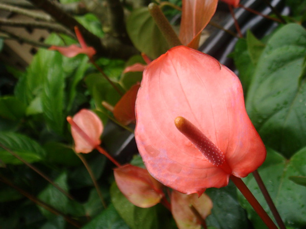 DSC02021.JPG