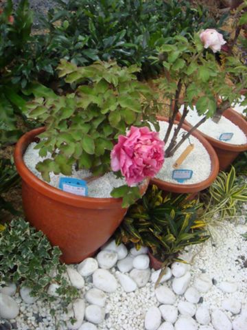 DSC02032.JPG