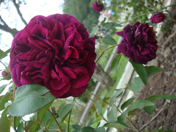 DSC01816.JPG