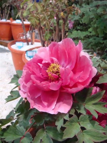 DSC02034.JPG