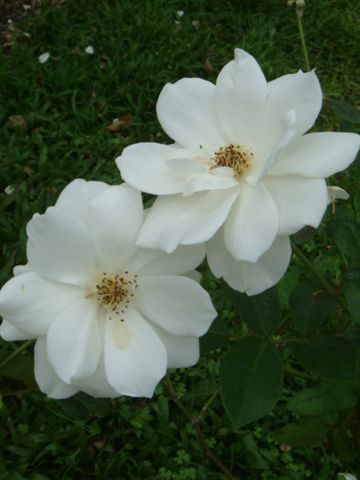 DSC01811.JPG
