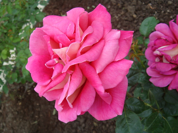 DSC01817.JPG