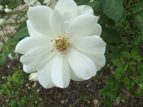 DSC01810.JPG