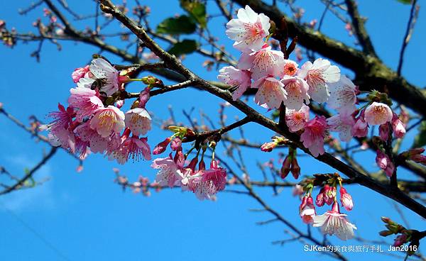 2016賞櫻系列(一)陽明山平菁街42巷櫻花開了! @ SJKen 的美食與旅行手扎 :: 痞客邦 PIXNET ::