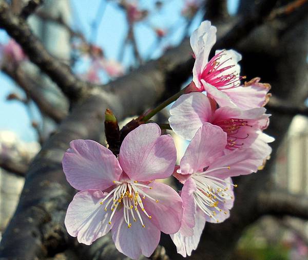 2016 賞櫻系列(五)二訪新店陽光運動園區河津櫻 @ SJKen 的美食與旅行手扎 :: 痞客邦 PIXNET ::