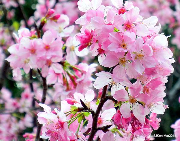 2016 賞櫻系列(八)台北市富錦街新中公園吉野櫻、染井吉野櫻與茶花 @ SJKen 的美食與旅行手扎 :: 痞客邦 PIXNET ::