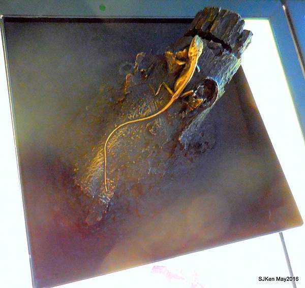 06-DSCN0971.JPG 06-DSCN0971.JPG