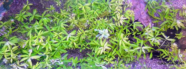 15-DSCN0982.JPG 15-DSCN0982.JPG