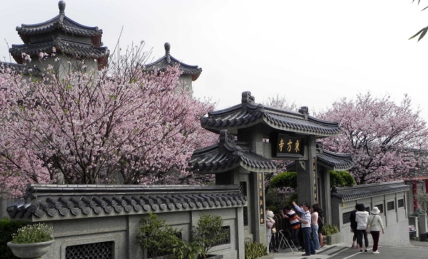 2013櫻花(東方寺)