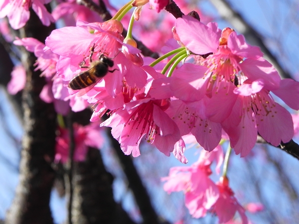 2013櫻花(平菁街)