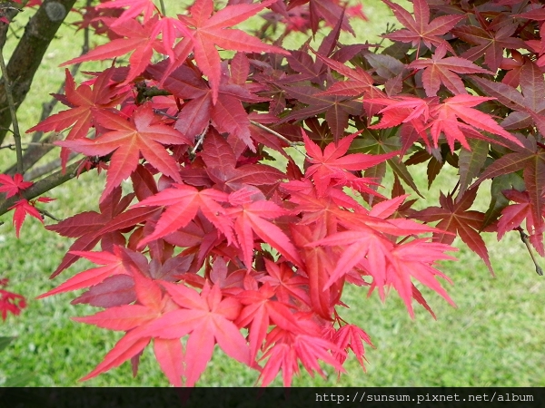 桐花飄 楓葉紅2013