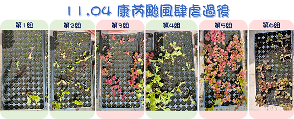 11月發芽情況.png