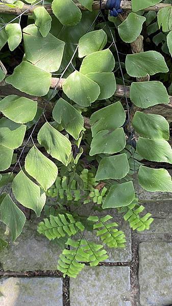 S__3924070_調整大小 .jpg S__3924070_調整大小 .jpg