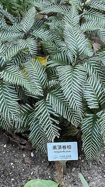 S__3924021_調整大小 .jpg S__3924021_調整大小 .jpg