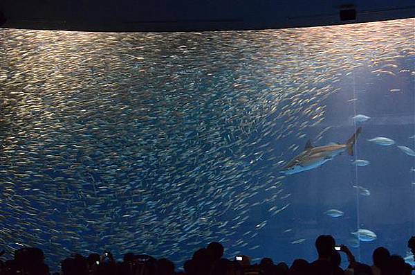 014_水族館.JPG