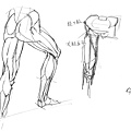 20170114_01骨盆腿膝蓋腳的組合.jpg