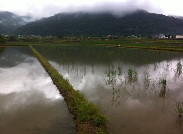 陰天的田野