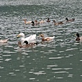 20110401-20.jpg