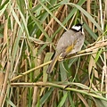 20110401-33.jpg