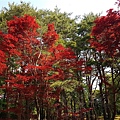 富士箱根伊豆國家公園 (10).jpg