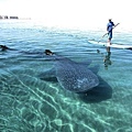 whaleshark-sup.jpg