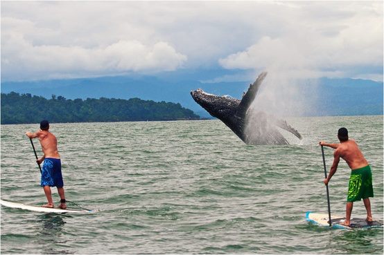 Huge-whale-breaching-the-water-next-to-standup-paddlers.jpg