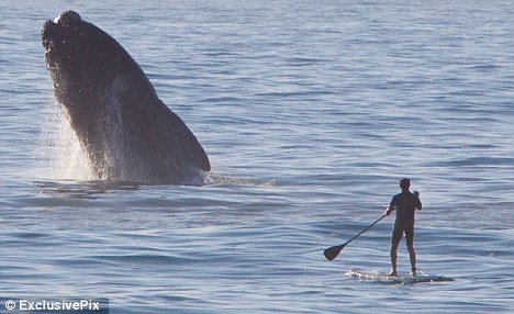 standup-paddlboard-whale-breach.jpg